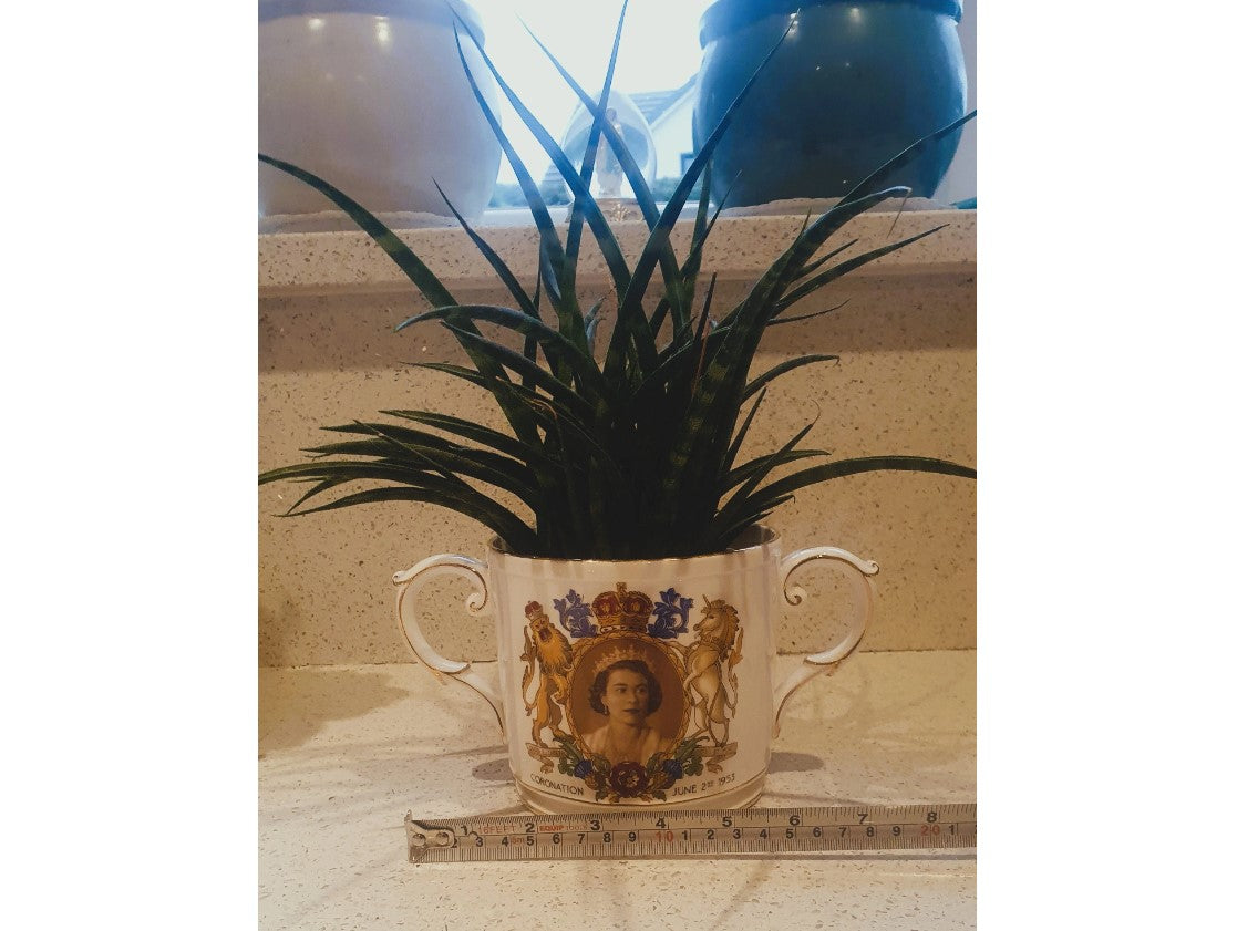 Large 2 Handled Royal Coronation Cup, Plant Pot, Planter, Queen Elizabeth II, Large Loving Cup. British Royal Family, English
