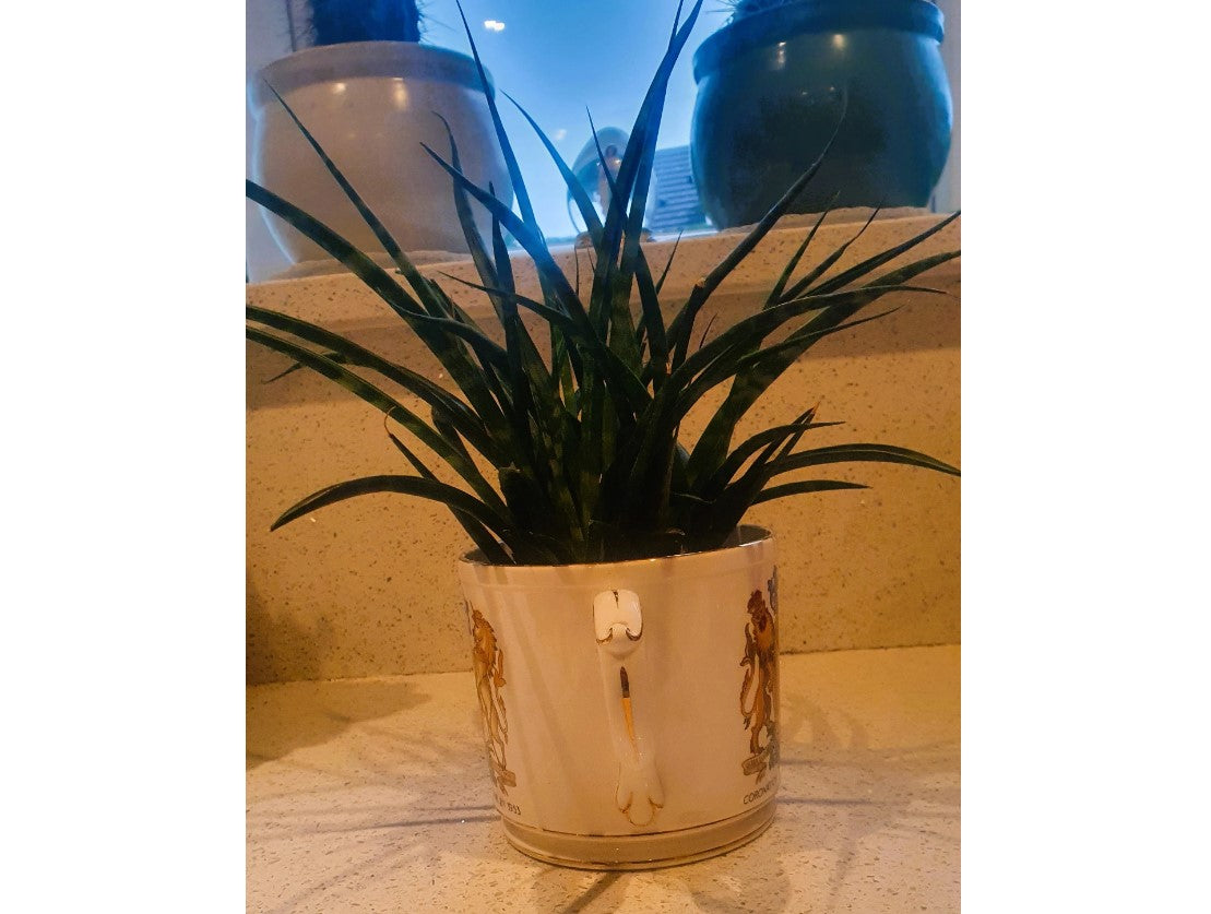 Large 2 Handled Royal Coronation Cup, Plant Pot, Planter, Queen Elizabeth II, Large Loving Cup. British Royal Family, English