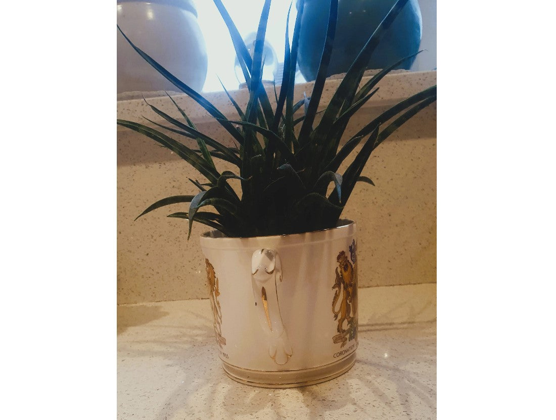 Large 2 Handled Royal Coronation Cup, Plant Pot, Planter, Queen Elizabeth II, Large Loving Cup. British Royal Family, English