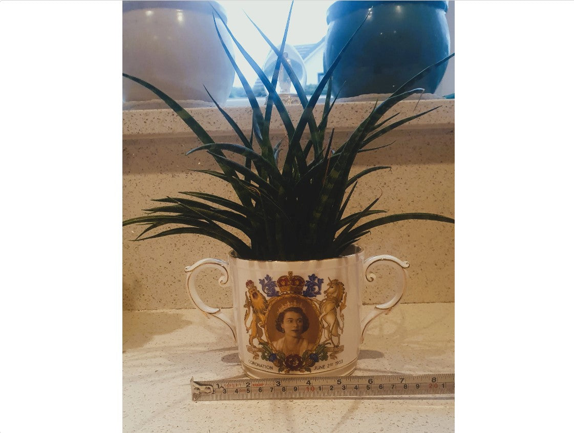 Large 2 Handled Royal Coronation Cup, Plant Pot, Planter, Queen Elizabeth II, Large Loving Cup. British Royal Family, English