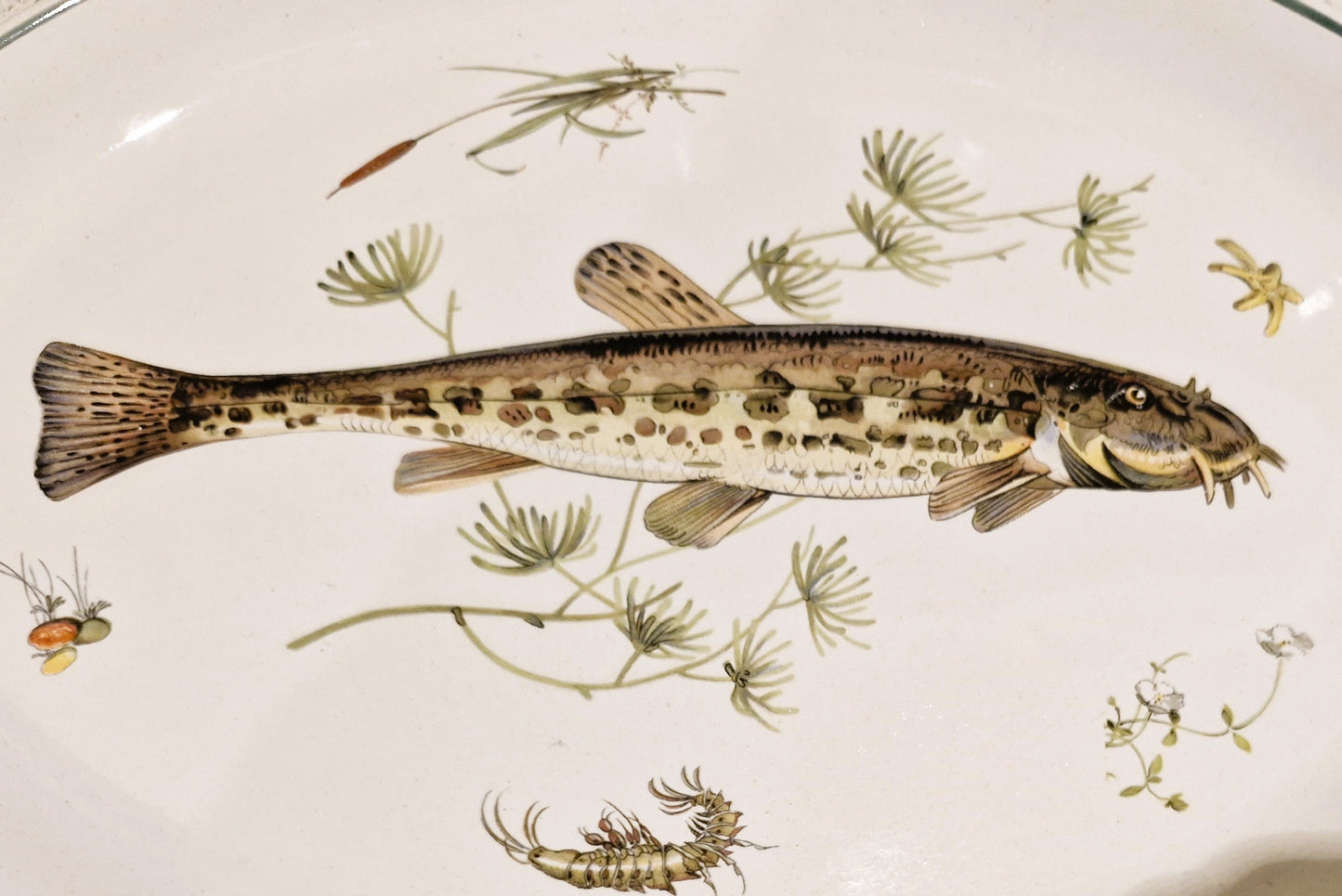 Fish Serving Platter, Old English Ironstone, Simpsons, English Ironstone, Spined Loach, Fish Serving Platter, Course Fishing,  Fly Fisherman