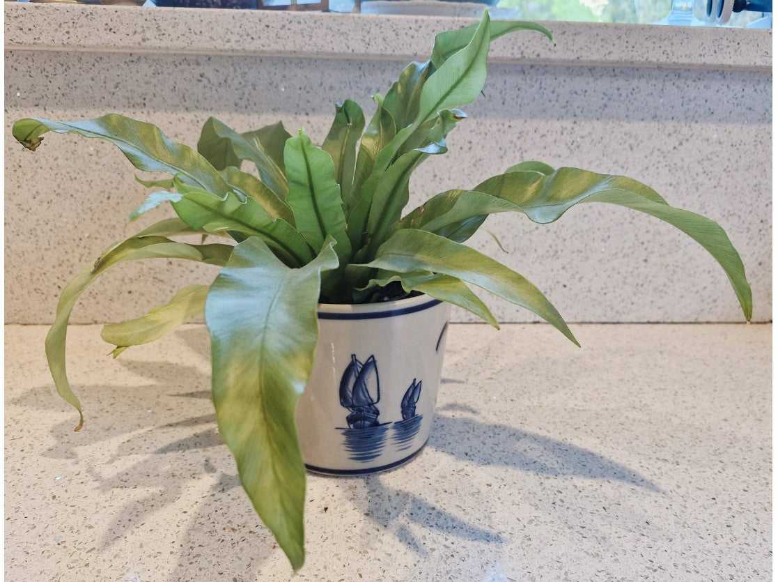 Deft Style Planter, Blue and white, Windmills, Dutch, Pottery, Dutch Plant Pot